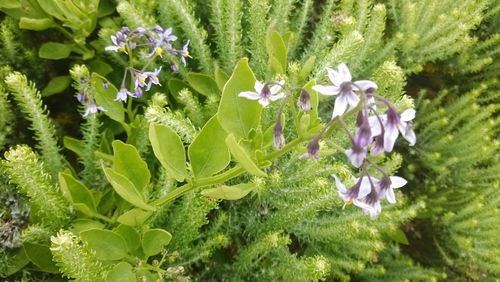 Close-up of flowers blooming outdoors