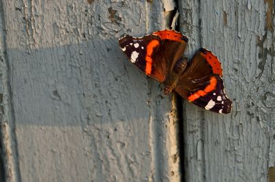 Close-up of butterfly on old wooden wall