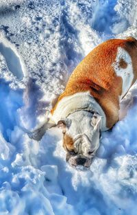 Close-up of a dog in snow