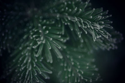 Close-up of pine tree