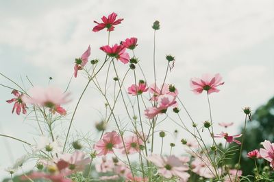 Close-up of pink cosmos flowers on field