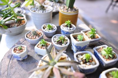 High angle view of potted plants on table