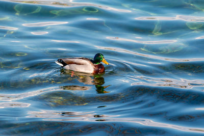 High angle view of duck swimming in lake