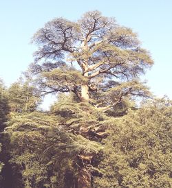 Low angle view of trees against clear sky