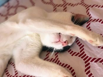 High angle view of cat sleeping on bed