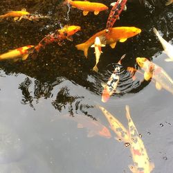 Close-up of koi fish in water