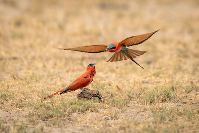 Close-up of bird on field