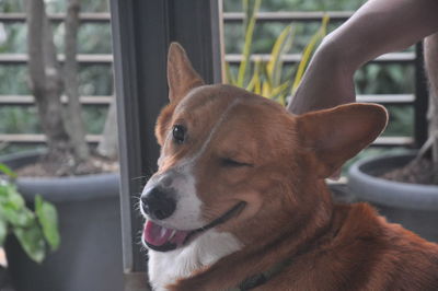 Close-up of dog looking away