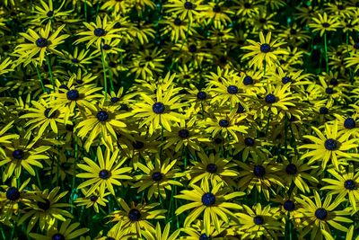 Full frame shot of yellow flowers