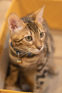 Close-up portrait of tabby cat