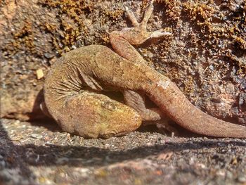 Close-up of lizard on rock