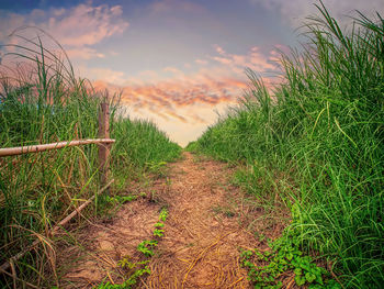 Plants growing on field against sky