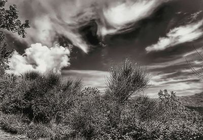 Low angle view of trees against sky