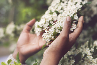 Cropped hands touching white flowers