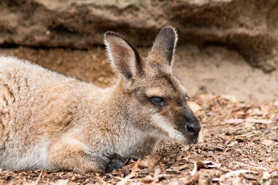 Close-up of an animal lying on land