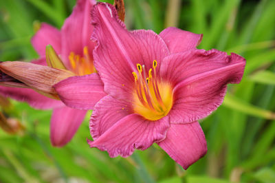 Close-up of pink flower