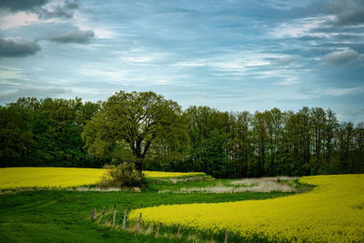 Scenic view of field against sky