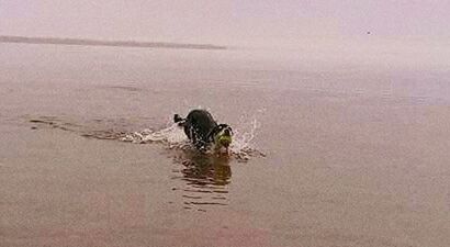 High angle view of dog swimming in sea