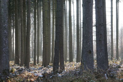 Trees in forest during winter