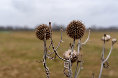 Close-up of dried thistle on field against sky