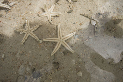 Directly above shot of seashells on beach