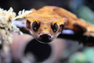 Close-up portrait of snake