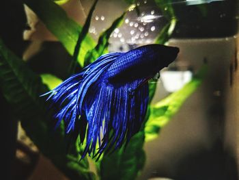 Close-up of blue flower