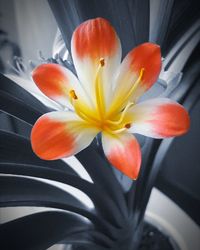 Close-up of flower against blurred background
