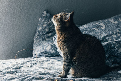 Cat looking away while sitting on bed at home