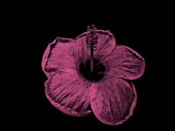 Close-up of purple flower against black background
