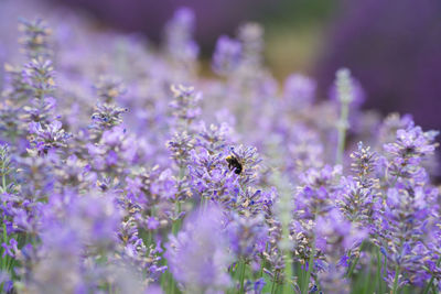 Lavender in a working farm during the summertime 