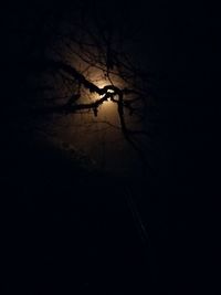 Silhouette bare tree against sky at night