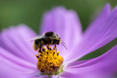 Close-up of bee pollinating on purple flower