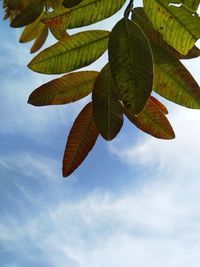 Low angle view of plant against sky