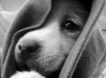 Close-up of a dog