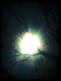 Sun shining through trees
