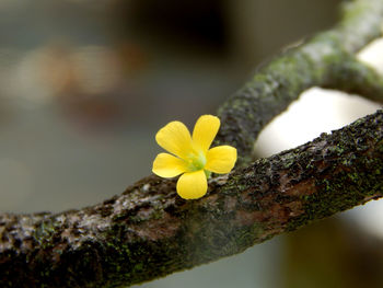 Close-up of yellow flowering plant