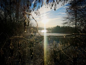 Scenic view of lake in forest against sky