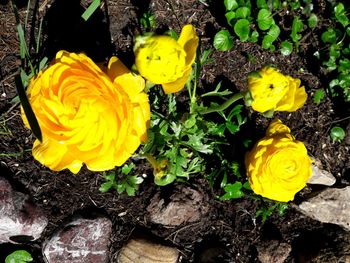 High angle view of yellow roses on field