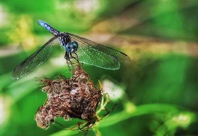 Close-up of dragonfly on plant