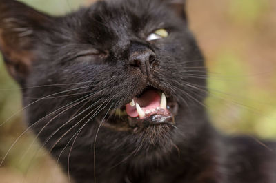 Close-up of frightened cat