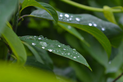 Close-up of wet plant leaves during rainy season