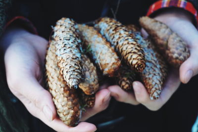 Midsection of person holding pine cones