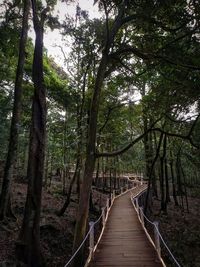 Boardwalk amidst trees in forest