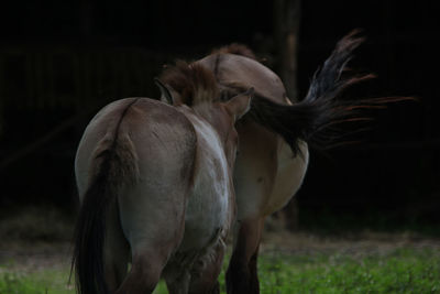 Horse standing in a field