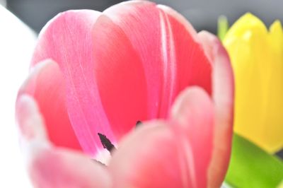 Close-up of pink tulip