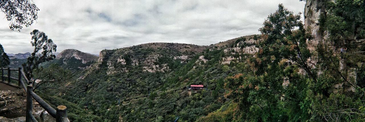 TREES ON MOUNTAIN AGAINST SKY