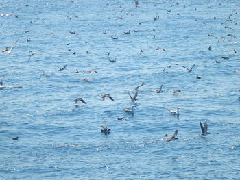 Seagulls swimming in sea