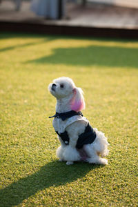 Dog looking away