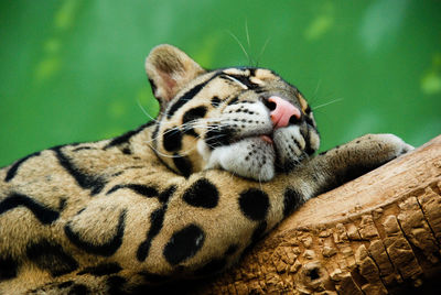 Close-up of big cat sleeping on branch